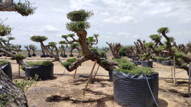 OLEA EUROPAEA-PP TUMBADO 100/120 - HT 240/280