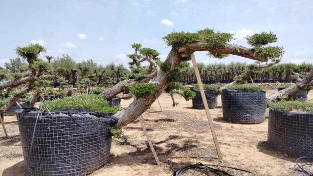 OLEA EUROPAEA-PP TUMBADO 100/120 - HT 240/280