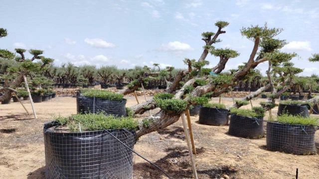OLEA EUROPAEA-PP TUMBADO 100/120 - HT 240/280