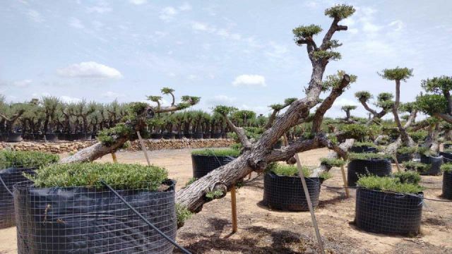 OLEA EUROPAEA-PP TUMBADO 100/120 - HT 240/280