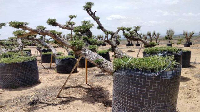 OLEA EUROPAEA-PP TUMBADO 100/120 - HT 240/280