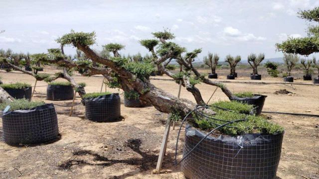OLEA EUROPAEA-PP TUMBADO 100/120 - HT 240/280