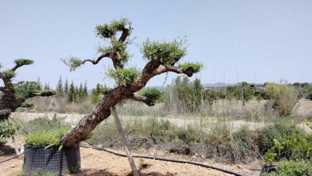OLEA EUROPAEA-PP TUMBADO 100/120 - HT 240/280