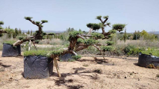 OLEA EUROPAEA-PP TUMBADO 100/120 - HT 240/280
