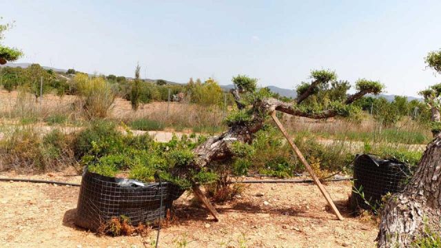 OLEA EUROPAEA-PP TUMBADO 100/120 - HT 240/280