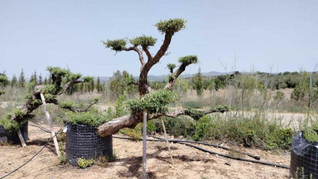 OLEA EUROPAEA-PP TUMBADO 100/120 - HT 240/280