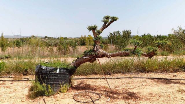 OLEA EUROPAEA-PP TUMBADO 100/120 - HT 240/280