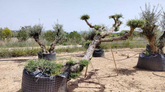 OLEA EUROPAEA-PP TUMBADO 100/120 - HT 240/280