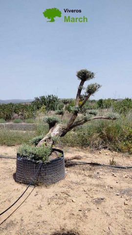 OLEA EUROPAEA-PP TUMBADO 100/120 - HT 240/280
