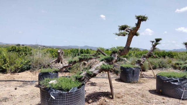 OLEA EUROPAEA-PP TUMBADO 100/120 - HT 240/280