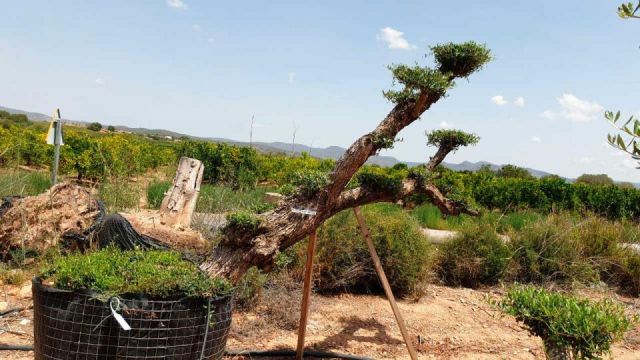 OLEA EUROPAEA-PP TUMBADO 100/120 - HT 240/280