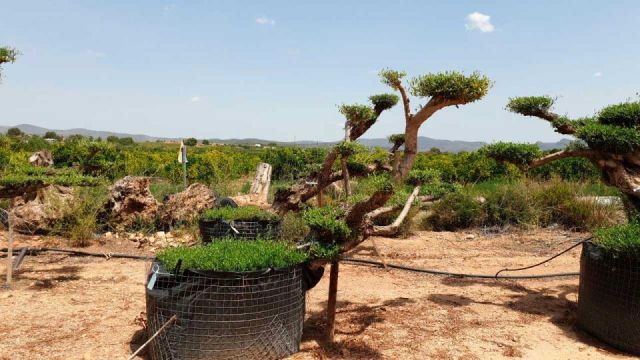OLEA EUROPAEA-PP TUMBADO 100/120 - HT 240/280