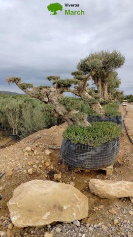OLEA EUROPAEA-PP TUMBADO 100/120 - HT 240/280