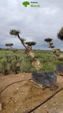 OLEA EUROPAEA-PP TUMBADO 100/120 - HT 240/280
