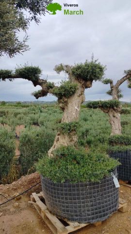 OLEA EUROPAEA-PP TUMBADO 100/120 - HT 240/280