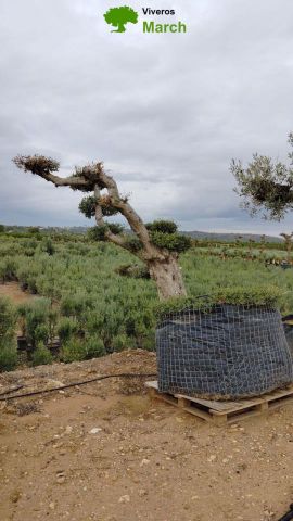 OLEA EUROPAEA-PP TUMBADO 100/120 - HT 240/280