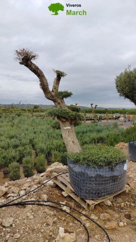 OLEA EUROPAEA-PP TUMBADO 100/120 - HT 240/280