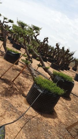 OLEA EUROPAEA- PP  TUMBADO 50/60  - HT 200/250