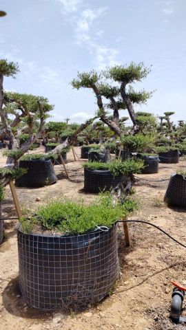 OLEA EUROPAEA-PP TUMBADO 50/60  - HT 200/250