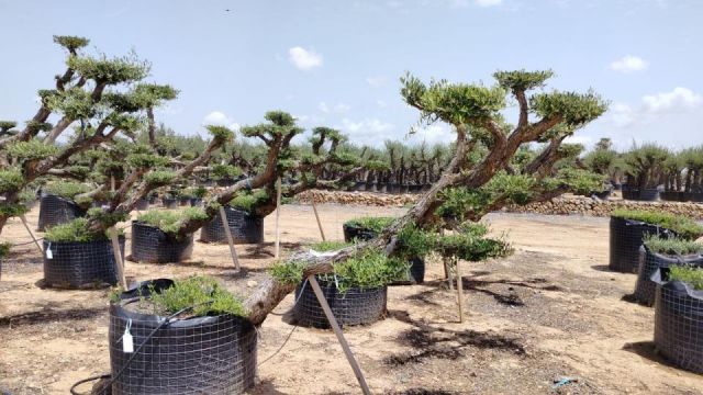 OLEA EUROPAEA-PP TUMBADO 50/60  - HT 200/250
