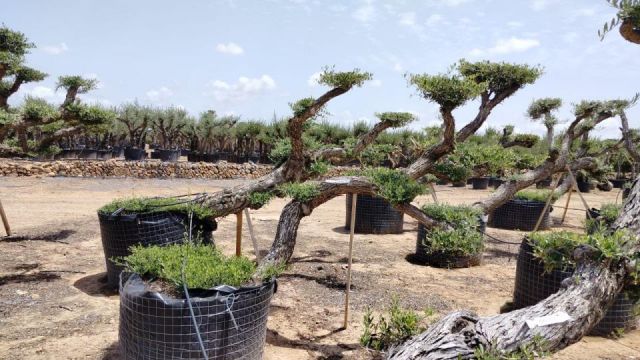 OLEA EUROPAEA-PP TUMBADO 50/60  - HT 200/250