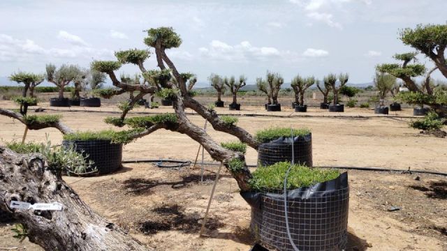 OLEA EUROPAEA-PP TUMBADO 50/60  - HT 200/250