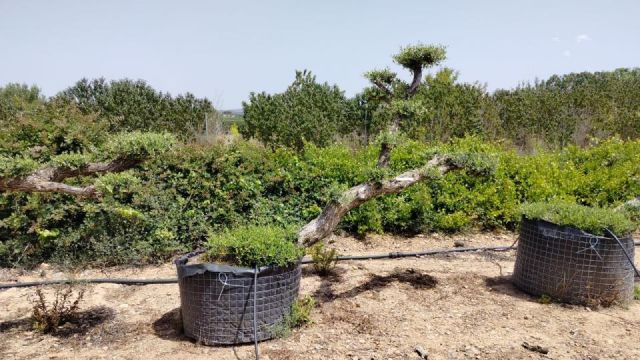 OLEA EUROPAEA-PP TUMBADO 50/60  - HT 200/250