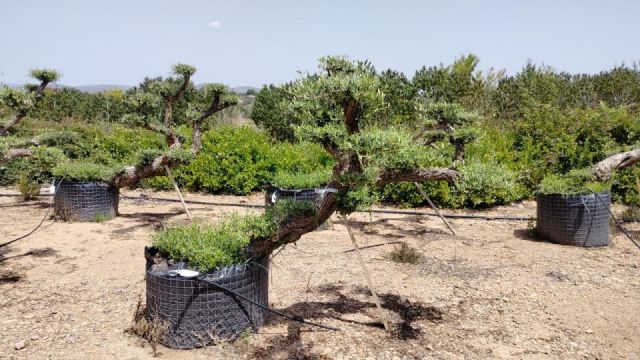 OLEA EUROPAEA-PP TUMBADO 50/60  - HT 200/250