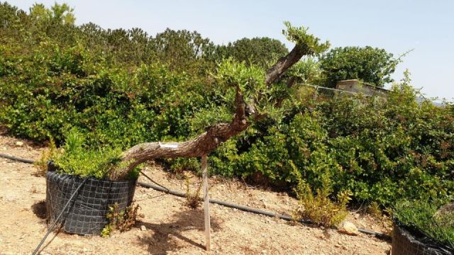 OLEA EUROPAEA-PP TUMBADO 50/60  - HT 200/250