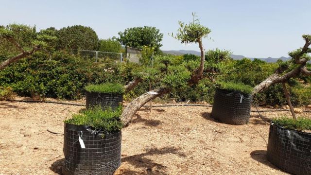 OLEA EUROPAEA-PP TUMBADO 50/60  - HT 200/250