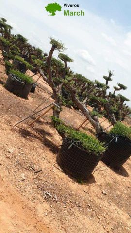 OLEA EUROPAEA-PP  TUMBADO 60/80 - HT 200/250