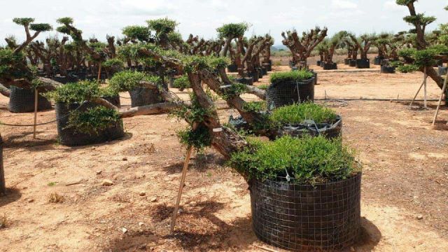 OLEA EUROPAEA-PP  TUMBADO 60/80 - HT 200/250