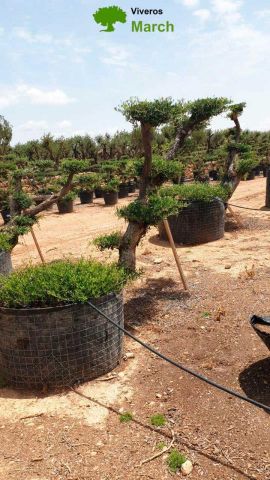 OLEA EUROPAEA-PP  TUMBADO 60/80 - HT 200/250