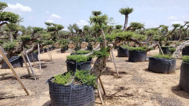 OLEA EUROPAEA-PP  TUMBADO 60/80 - HT 200/250