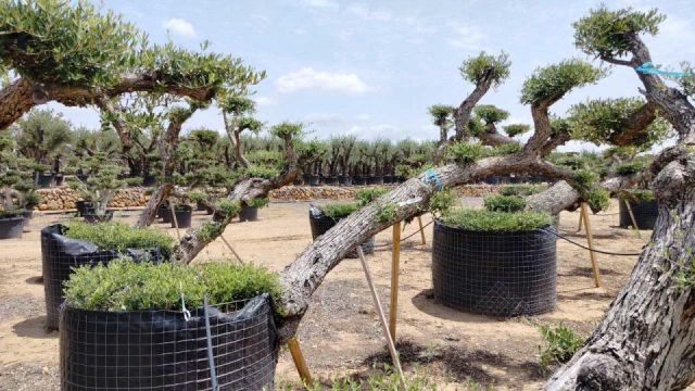 OLEA EUROPAEA-PP  TUMBADO 60/80 - HT 200/250