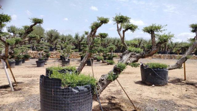 OLEA EUROPAEA-PP  TUMBADO 60/80 - HT 200/250