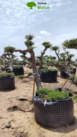 OLEA EUROPAEA-PP  TUMBADO 60/80 - HT 200/250