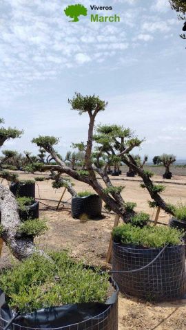 OLEA EUROPAEA-PP  TUMBADO 60/80 - HT 200/250