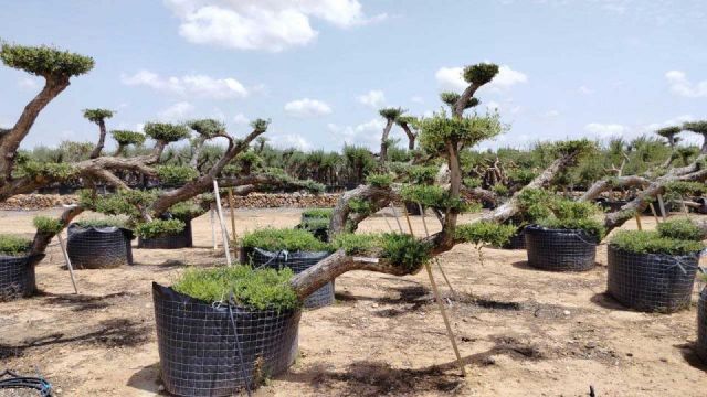 OLEA EUROPAEA-PP  TUMBADO 60/80 - HT 200/250
