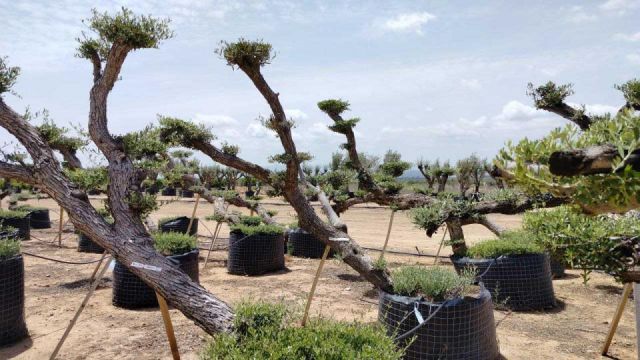 OLEA EUROPAEA-PP  TUMBADO 60/80 - HT 200/250