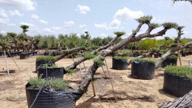 OLEA EUROPAEA-PP  TUMBADO 60/80 - HT 200/250