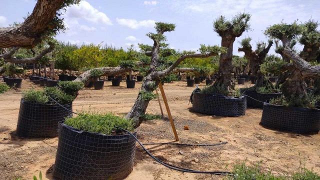 OLEA EUROPAEA-PP  TUMBADO 60/80 - HT 200/250