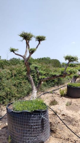 OLEA EUROPAEA-PP  TUMBADO 60/80 - HT 200/250