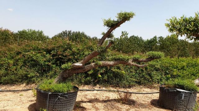 OLEA EUROPAEA-PP  TUMBADO 60/80 - HT 200/250