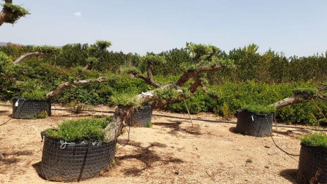 OLEA EUROPAEA-PP  TUMBADO 60/80 - HT 200/250