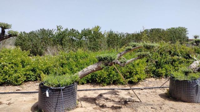 OLEA EUROPAEA-PP  TUMBADO 60/80 - HT 200/250