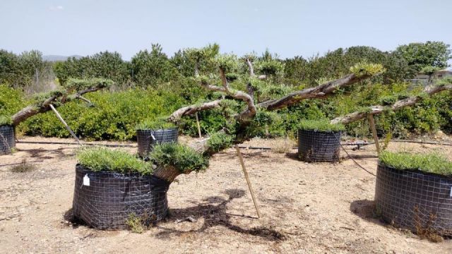 OLEA EUROPAEA-PP  TUMBADO 60/80 - HT 200/250