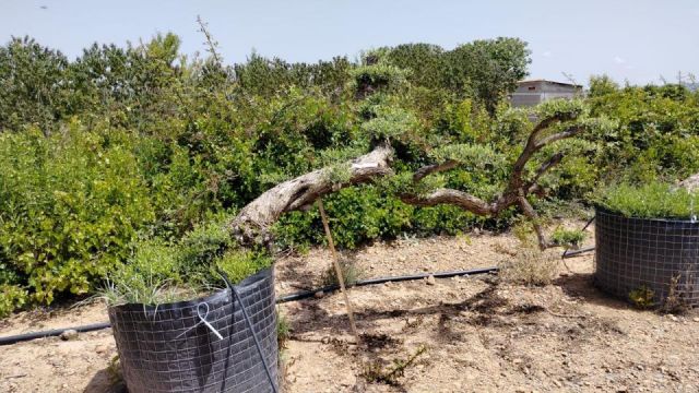 OLEA EUROPAEA-PP  TUMBADO 60/80 - HT 200/250