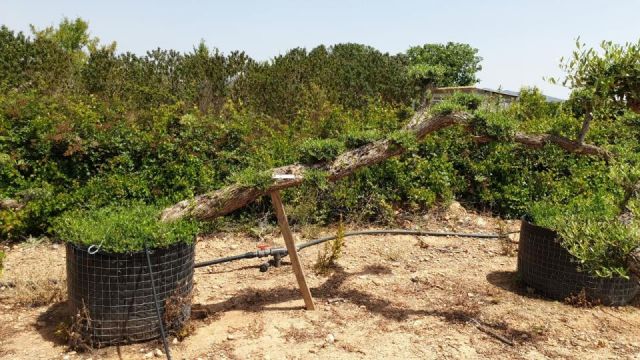 OLEA EUROPAEA-PP  TUMBADO 60/80 - HT 200/250