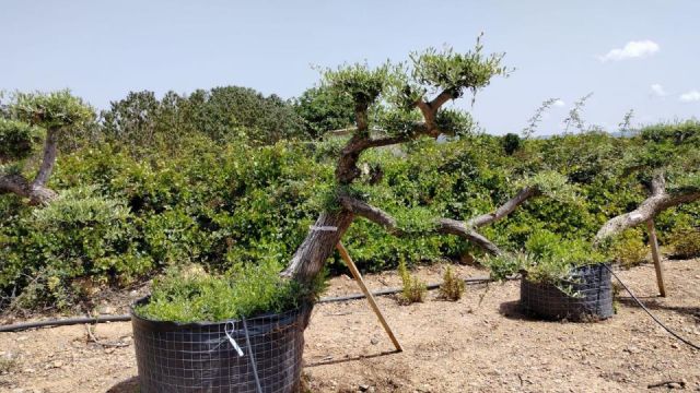 OLEA EUROPAEA-PP  TUMBADO 60/80 - HT 200/250